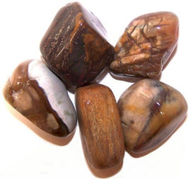 Pack of 24 M Tumble Stone - Petrified Wood