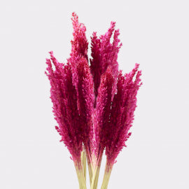 Cantal Grass Bunch - Pink