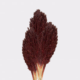 Cantal Grass Bunch - Chocolate