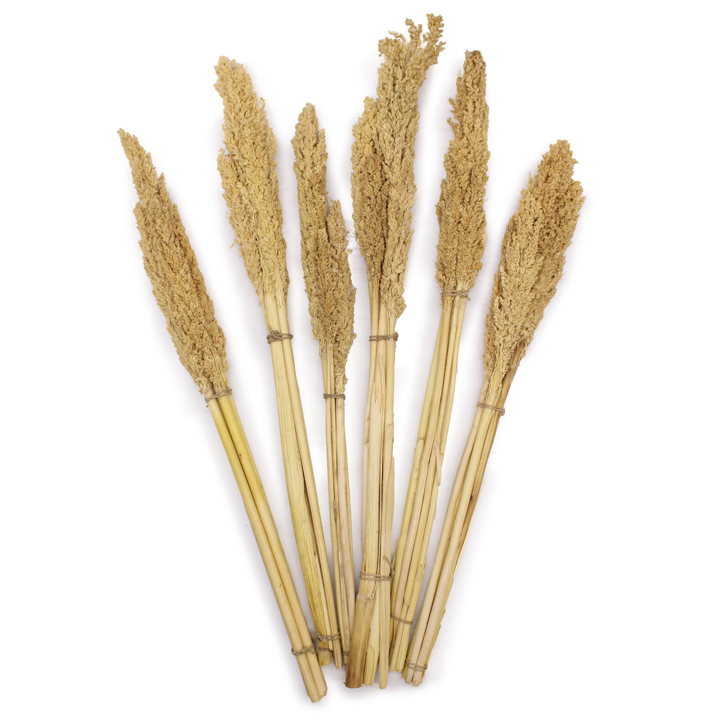 Cantal Grass Bunch - Natural