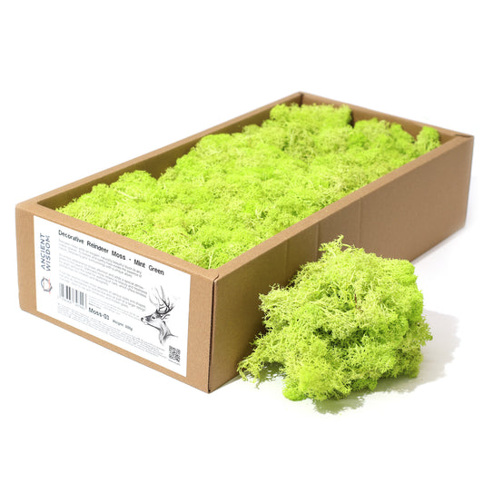 Quality Decoration Reindeer Moss - Mint Green  - 635g Box