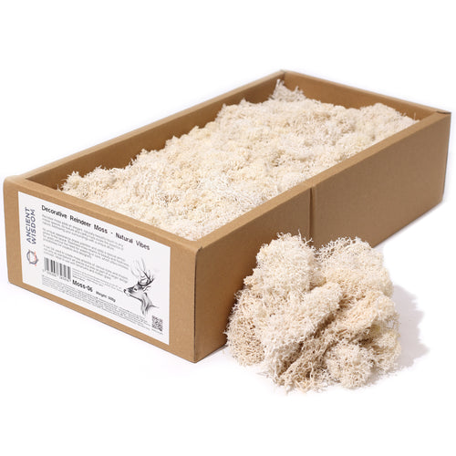 Quality Decoration Reindeer Moss - Natural Vibes - 635g Box